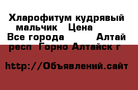 Хларофитум кудрявый мальчик › Цена ­ 30 - Все города  »    . Алтай респ.,Горно-Алтайск г.